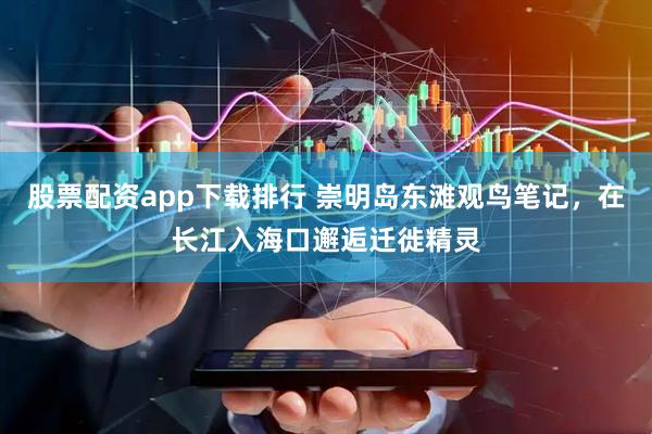 股票配资app下载排行 崇明岛东滩观鸟笔记，在长江入海口邂逅迁徙精灵
